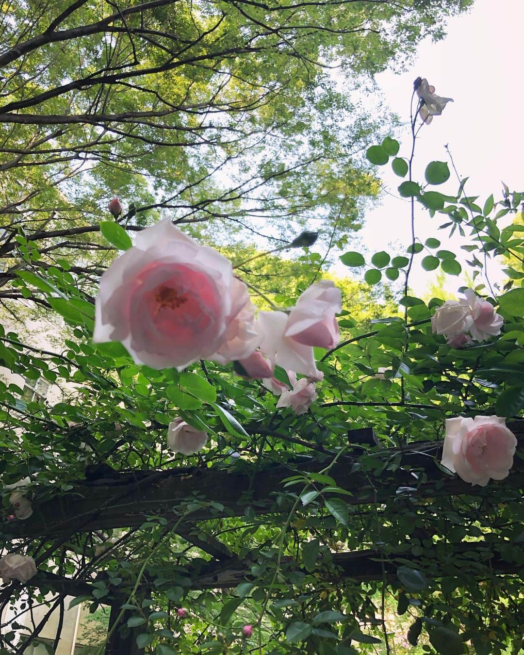 浅野菜緒子のインスタグラム：「The last of roses🥀🌿  #去りゆく薔薇の季節 ( ; _ ; )/~~~ #NaokosBotanicalDiary #roses」