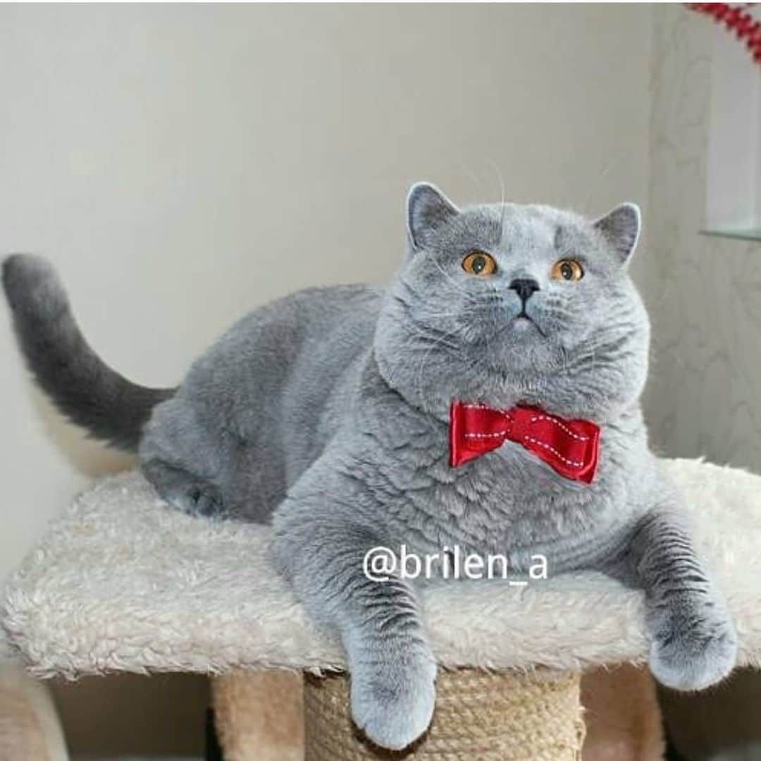 CatStockerさんのインスタグラム写真 - (CatStockerInstagram)「Hello! @catstocker is here!  Follow our FURRriend @brilen_a  Swipe for more pictures 👉」6月5日 23時54分 - catstocker