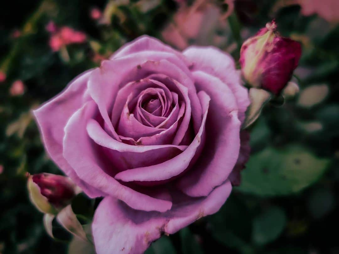 佐々野愛美のインスタグラム：「. . 紫がかった色の薔薇が可愛かった…🌹  ちょっとダークな感じで撮ってみた📷💜  . #flowers #camera #photography #photo  #薔薇 #カメラ女子  #カメラ好きな人と繋がりたい  #ファインダー越しの私の世界」