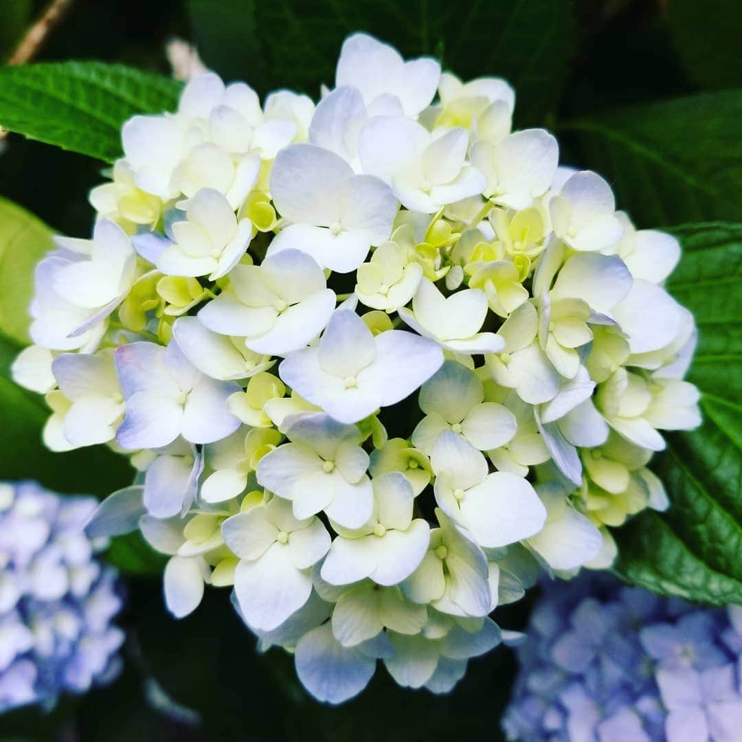 谷口キヨコさんのインスタグラム写真 - (谷口キヨコInstagram)「京都の道端に咲いた紫陽花。赤いお花もあるんだね🎵 #谷口キヨコ #きよぴー  #紫陽花  #京都の花」6月6日 12時52分 - kiyokotaniguchi