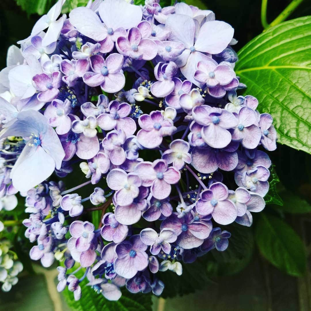 谷口キヨコさんのインスタグラム写真 - (谷口キヨコInstagram)「京都の道端に咲いた紫陽花。赤いお花もあるんだね🎵 #谷口キヨコ #きよぴー  #紫陽花  #京都の花」6月6日 12時52分 - kiyokotaniguchi