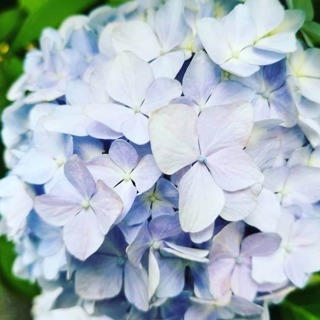 谷口キヨコさんのインスタグラム写真 - (谷口キヨコInstagram)「京都の道端に咲いた紫陽花。赤いお花もあるんだね🎵 #谷口キヨコ #きよぴー  #紫陽花  #京都の花」6月6日 12時52分 - kiyokotaniguchi