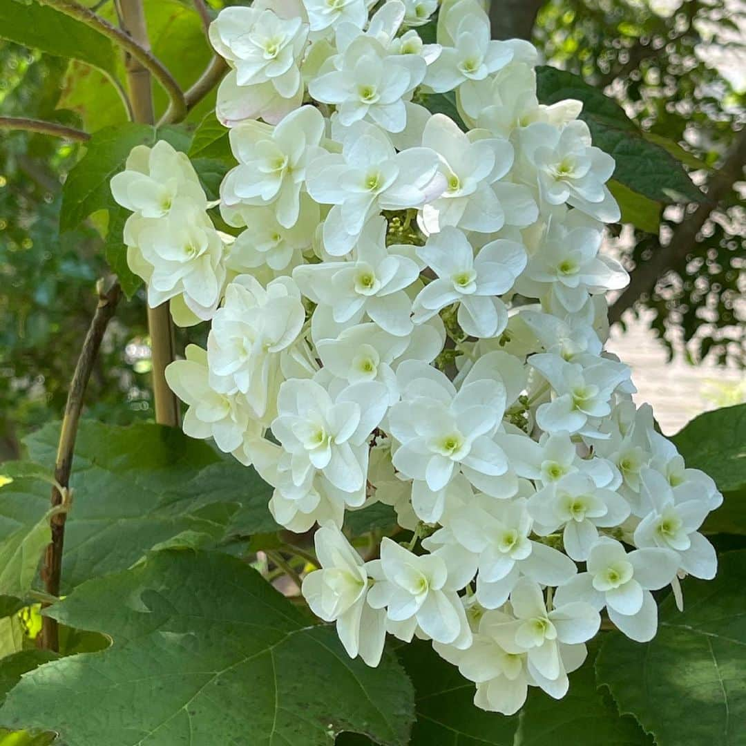 栗原はるみさんのインスタグラム写真 - (栗原はるみInstagram)「みなさんおはようございます。今日はどんよりした朝何だかとても静かな気がします。昨日はいいお天気だったのでゆっくり庭の手入れが出来ました。あまりに太陽の日の光がきれいだったので思わず何枚も撮ってしまいました。植物が自然の力で育つ姿を見ていると励まされると同時に切なくなって涙ぐんでしまいます。それはきっときれいな時間が短いからかもしれませんね。庭の植物から私は一年中いろいろなことを学んでいます。今日もゆっくり過ごしながら庭の手入れとかたづけをします。みなさんはどんな一日を過ごすのでしょうね？ #栗原はるみ  #kuriharaharumi ＃玲児さんに紫陽花を飾ります」6月6日 7時22分 - harumi_gram