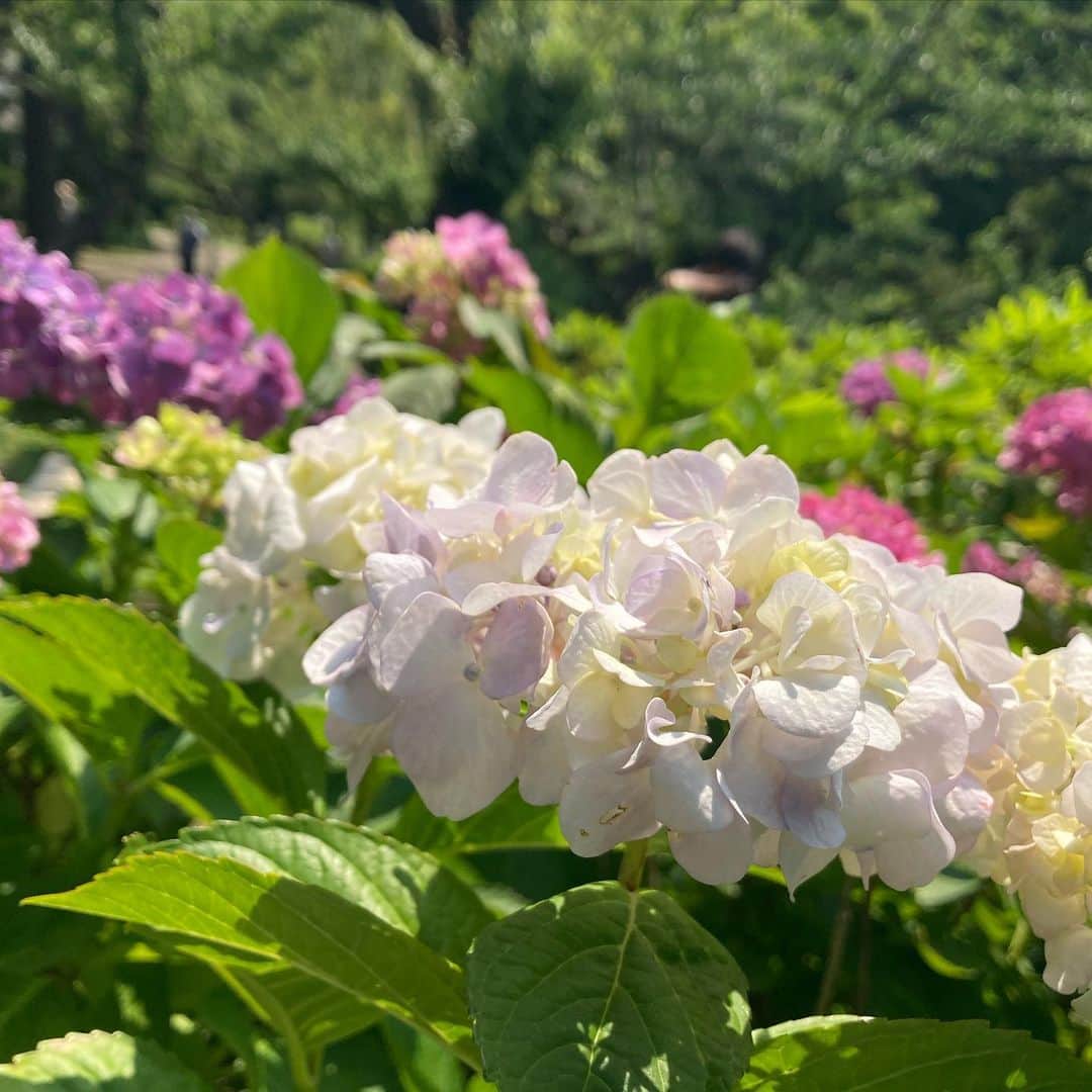 のインスタグラム：「6月6日 紫陽花の日🌱 ・ ・ #6月 #6日 #紫陽花の日 #紫陽花 #紫陽花の季節 #花のある風景 #花の写真 #ポートレート   #june #hydrangea #day #flowers #flowerstagram #flowerphotography  #followme #tagsforlikes #tflers #tagsforlikesapp #actress #actor #girl #photography #portrait #portraitphotography #daily_phot_jpn #japan_daytime_view」