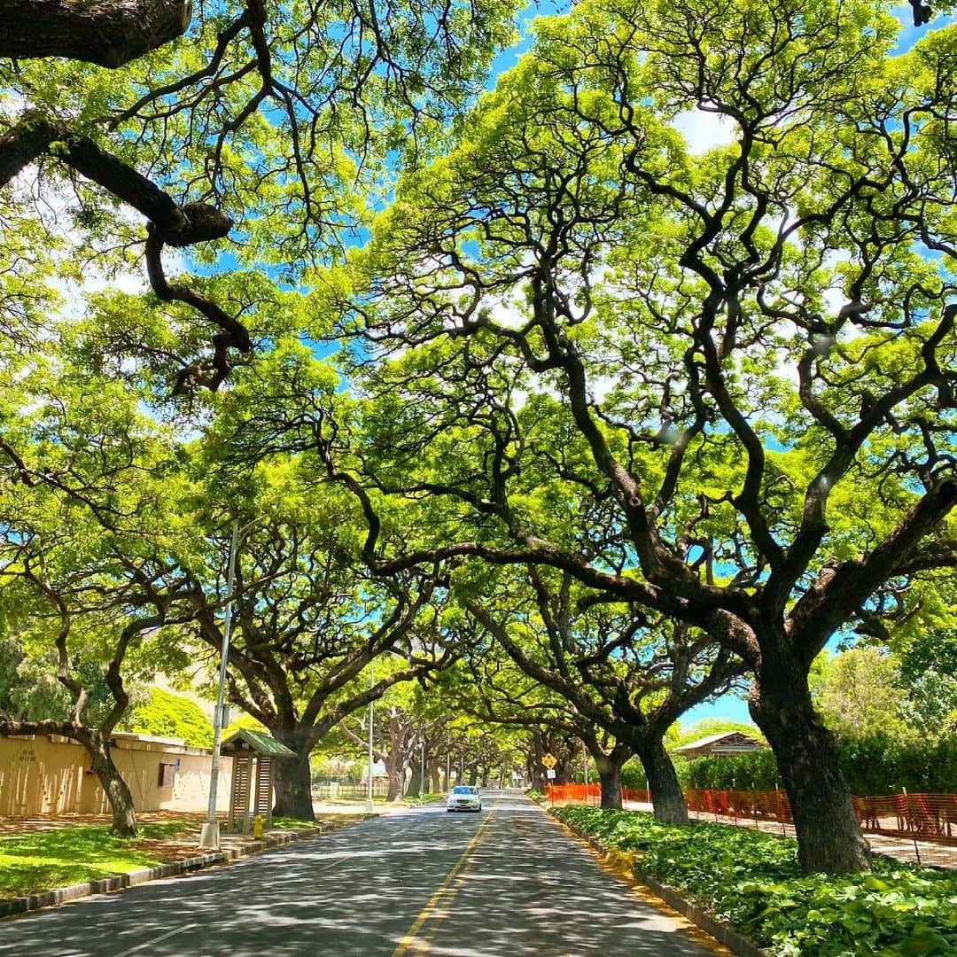 マキ・コニクソンさんのインスタグラム写真 - (マキ・コニクソンInstagram)「Good morning from  Tree Tunnel Street!!   この通りは私が勝手にTree Tunnel Street (木のトンネル通り)って呼んでるの！😁  ホノルル動物園の🦓🐘後ろの通りでキリン🦒の小屋があるから時々キリンが見れるんだよ！(右奥に小屋が見える！)  今日はお天気が良いからこの通りが 木漏れ日と緑の素敵なコラボレーションになってる！☀️💚青空も覗いてる！☀️💚💙  今日もハッピーな一日になりそう！😄 素敵な一日のスタートを切りました！ お互い思いやりを連鎖して愛に溢れる 日にしよう！❤️  #エアハワイ🌺  #ハワイのおすそ分け🤙🏼  #気持ちだけでもハワイ😊  #お気に入りの通り」6月6日 8時31分 - makikonikson