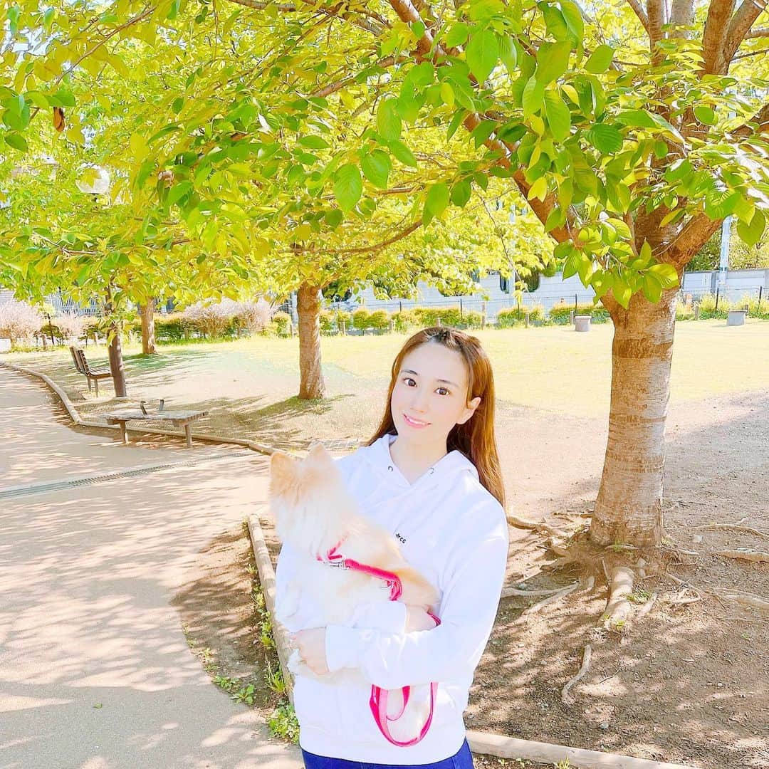 初川みなみさんのインスタグラム写真 - (初川みなみInstagram)「🐶🌳﻿ ﻿ 最近はチラホラ雨も多いから、﻿ 朝起きてお天気がいいとすごく嬉しい！！﻿ ﻿ #ポメラニアン#ポメ#犬のいる暮らし#ぽめすたぐらむ#いぬすたぐらむ#散歩」6月6日 21時25分 - hatsukaw_aminami