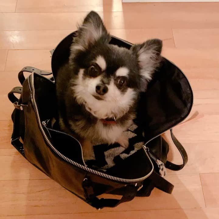 のインスタグラム：「鞄をおけば 無条件で中に入ってしまう タオタオ。  じょ〜〜ず💮しゅき❤️」