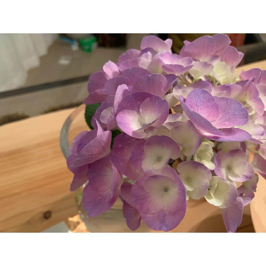 柴咲コウさんのインスタグラム写真 - (柴咲コウInstagram)「地面につきそうに垂れていたのを友人におすそ分けしてもらった紫陽花。  1枚目が直近の。 徐々に儚げになりつつ。 それでももう2週間。  #紫陽花 #hydrangea  #紫 #梅雨 #東京まだ梅雨入りじゃないらしい #充分梅雨らしい天気 #梅も早いよ #うめしごと始めました #自家製梅酒今年は2種 #梅干し #明日からの晴は #梅雨の中休みとは違うのか」6月6日 13時56分 - ko_shibasaki