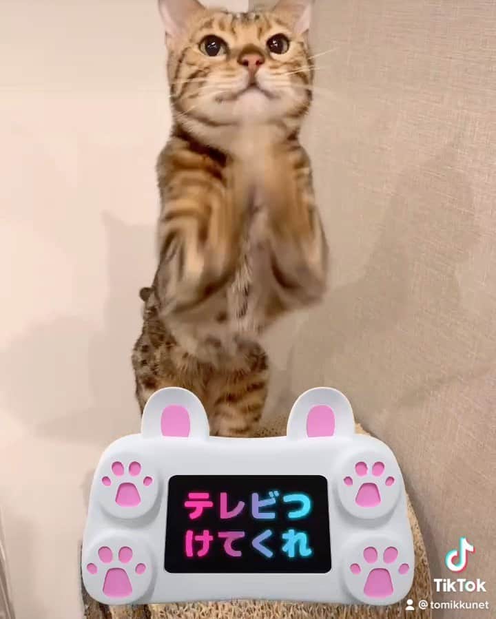 トミックのインスタグラム：「#ロゼ　#猫 #cat #トミック　#YouTuber  #なんか気になったTikTokフィルター」