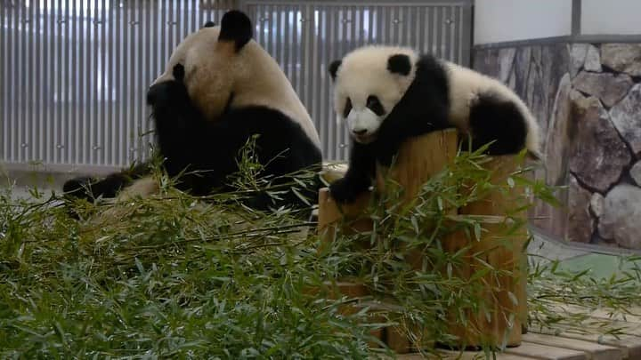 パンダ（白浜）のインスタグラム：「drop in again #彩浜 🌈　#HELLOPANDABOOK 🐼😊🐼 #photography #adventureworld #アドベンチャーワールド #ADVENTUREWORLDPANDAS #baby #HELLOLITTLE #pandamental #hellopanda #ハローリトル #ハローパンダ #パンダグラビア #パンダ　and #panda #pandababy 🐼🐼🐼」