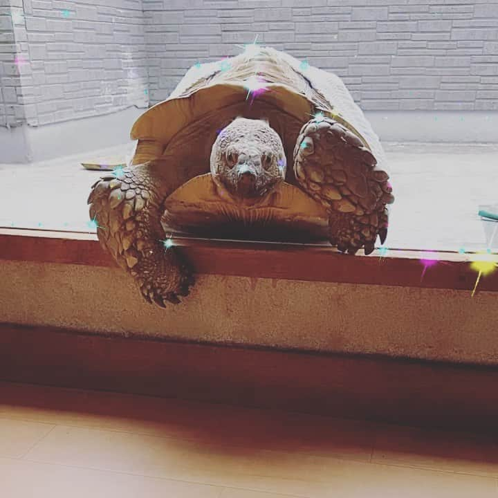 赤荻百華のインスタグラム：「バズ🐢   #ケヅメリクガメ   #爬虫類  #reptiles」