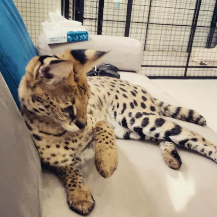 のインスタグラム：「音が凄いw  #サーバルキャット　#沖縄　#猫　#ねこ　#ネコ　#けものフレンズ　#ベンガルキャット　#特定動物　#Leptailurus serval」