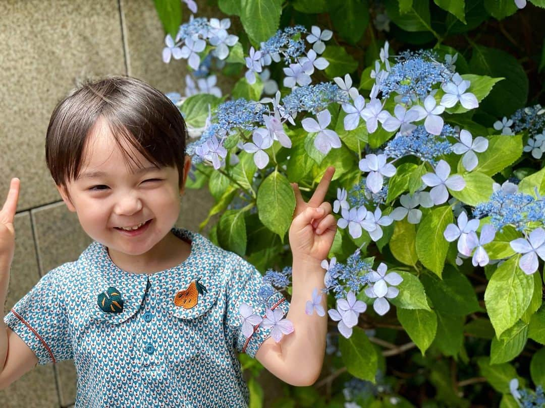 石塚錬のインスタグラム：「. 👦💬「アジサイさんみたいなお洋服GET💠😘️」 #梅雨を吹き飛ばせ❗️ . 👦💬「Get the clothes like hydrangea 💠😘️」 #Blow away the rainy season❗️ . #紫陽花 #アジサイ #あじさい #梅雨 #水色 #hydrangea #rainyseason #lightblue #flower #수국　#장마　#하늘색　#꽃 #ไฮเดรนเยีย #ฤดูฝน #ฟ้าอ่อน #ดอกไม้ #musimhujan #birumuda #绣球花 #雨季 #石塚錬 #成長日記 #ishizukaren #renishizuka #이시즈카렌」