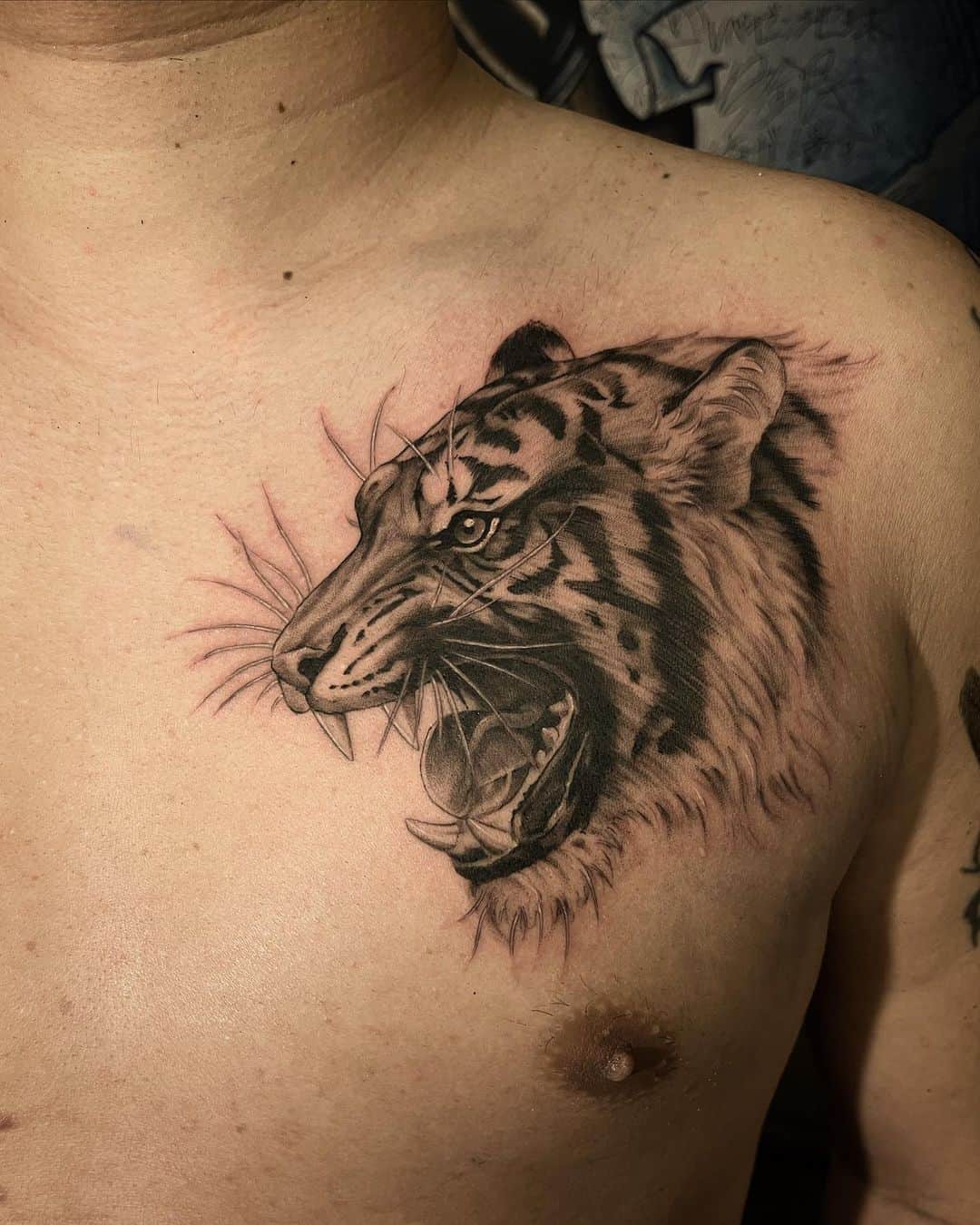 のインスタグラム：「Tigertattoo ・ 6枚目の動画は途中経過 ・ #Tigertattoo #虎タトゥー #美漸虎　#刺青 #彫師 #美漸 #彫師美漸 #海老名 #中目黒 #タトゥー #東京タトゥー #tokyo #tattoo #art #fashion #bizenart #bizen #문신　#Bizentattoo  #tattooer #tattooist #tattooartist #tattooart #tattooshop #japanesetattoo」