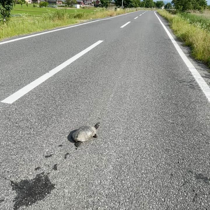 岡畑雛生のインスタグラム：「いきなり道にいてビックリ😂  自然って良いなぁ〜🐢」