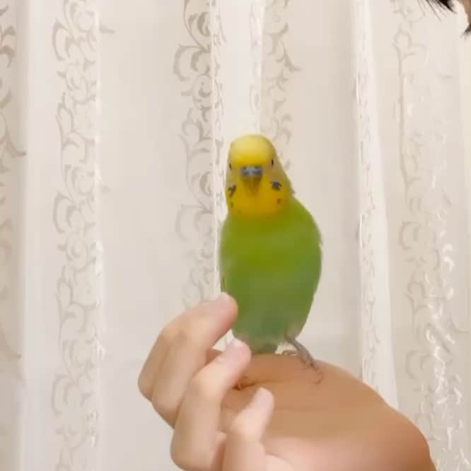 帝子のインスタグラム：「私の愛しき天才インコライムさん、鼻ﾁｭｰするときは目を閉じる。 #セキセイインコ #インコのいる生活」