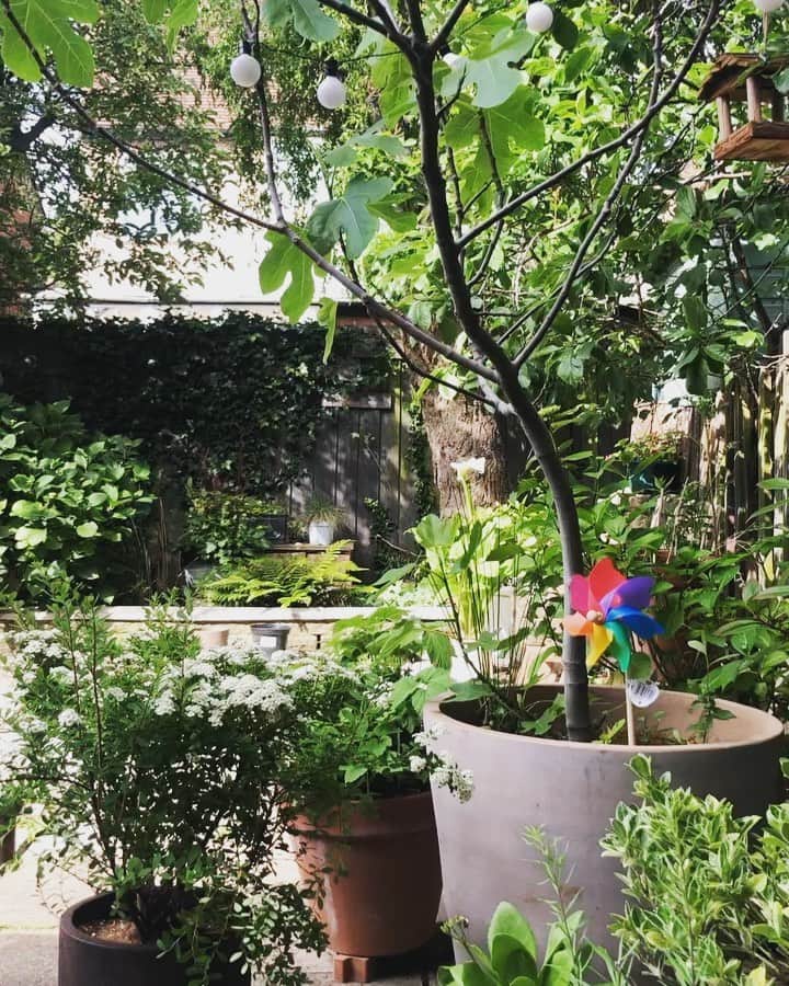 のインスタグラム：「Hope you had a lovely weekend🥰Relaxing quick coffee before busy of the week. New Windmill from Tom, still tag on. Love it🌈視界に緑が増えてきました♪モサモサ」