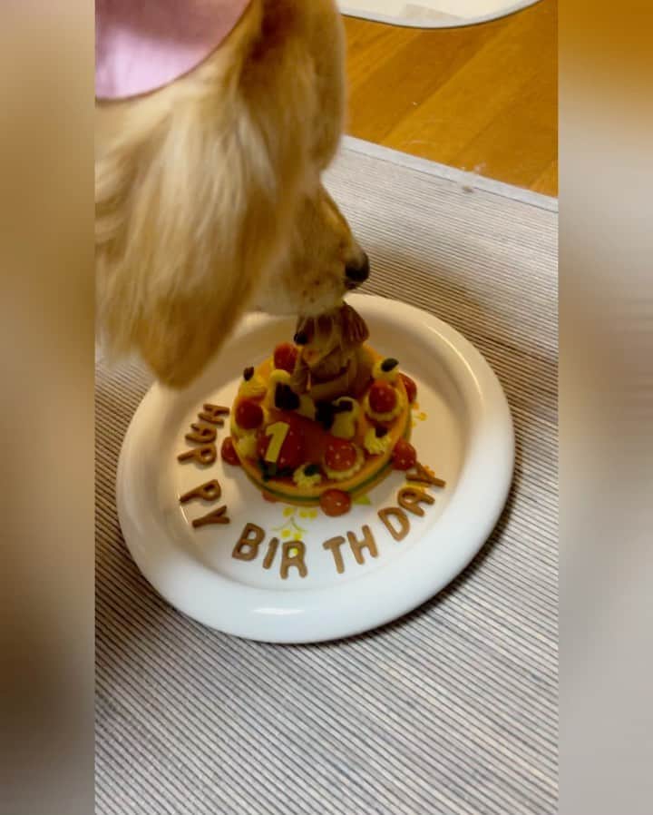 のインスタグラム：「先日はゆず（と私）の誕生日でした🎉  5/28当日はゆずを喜ばせるために、ドギーズアイランドへ🚘 初プールを楽しんでもらいました🐕💓  帰ってきて叔母のうちでパーティー🎉 叔母が頼んでくれたわんこバースデーケーキでお祝い🎂  意外に慎重派のゆずでした🐶  #誕生日ケーキ #わんこケーキ」
