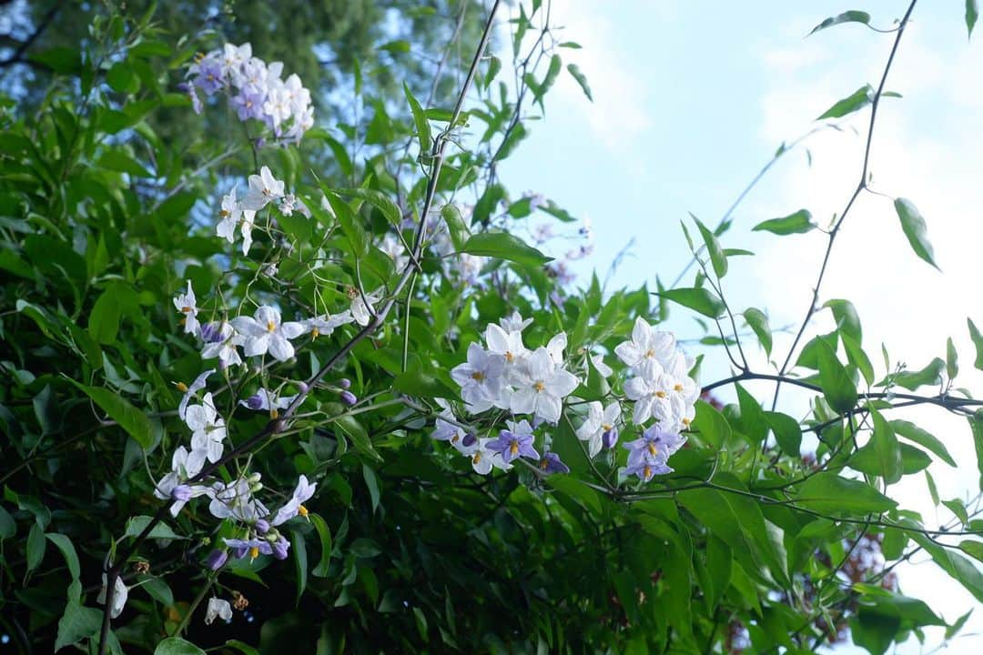 花野じゅりあのインスタグラム：「⁡ ⁡ ⁡ ⁡ ⁡ ⁡ ⁡ ⁡ ⁡ 蒸し蒸しと暑いので、涼やかなお花を… ⁡ ⁡ ⁡ ⁡ ⁡ ⁡ ⁡ ⁡ ⁡ ⁡ ⁡ ⁡ ⁡ ⁡ ⁡ ⁡ #お花の名前がわからない」