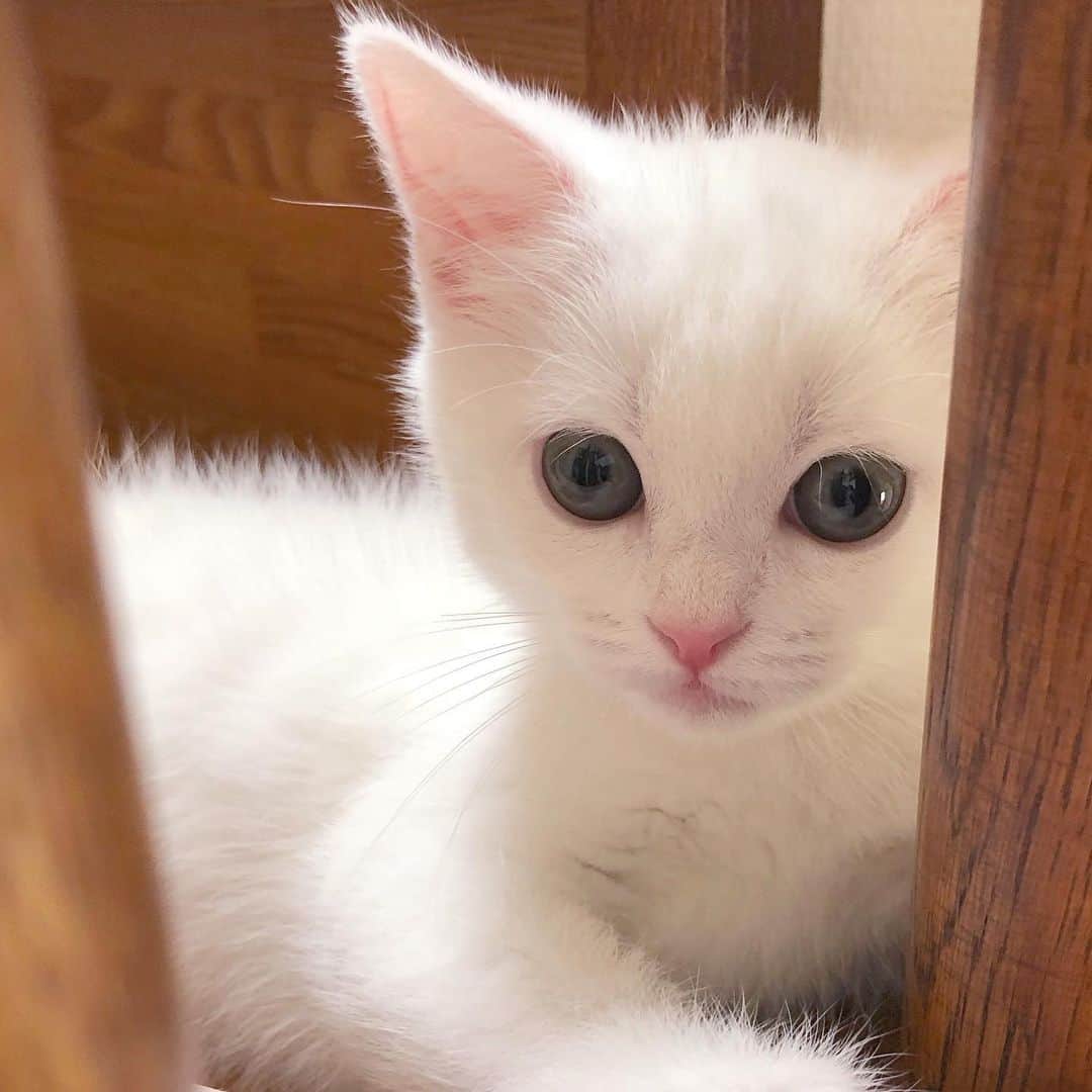 MIKIRUNのインスタグラム：「すくすく成長中🐱🤍」