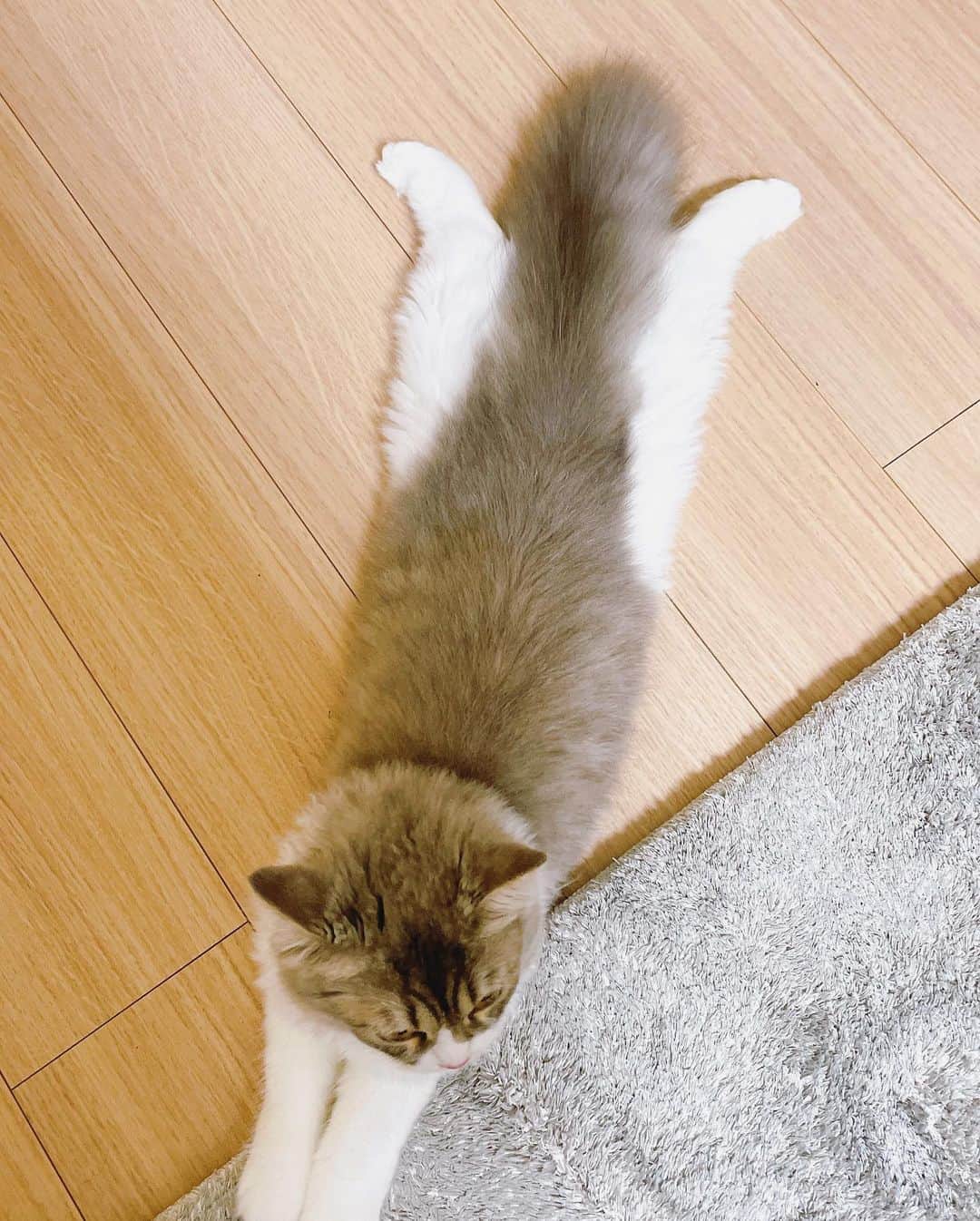 諏訪彩花さんのインスタグラム写真 - (諏訪彩花Instagram)「メルちゃん足どーなってんの笑🐱 #スコティッシュフォールド #猫」7月2日 20時59分 - suwa_ayaka