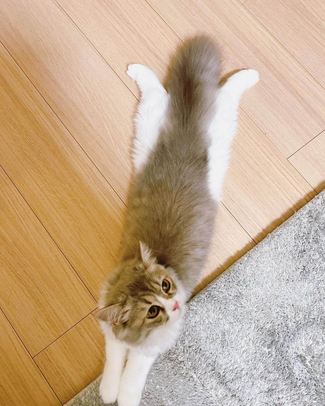 諏訪彩花さんのインスタグラム写真 - (諏訪彩花Instagram)「メルちゃん足どーなってんの笑🐱 #スコティッシュフォールド #猫」7月2日 20時59分 - suwa_ayaka