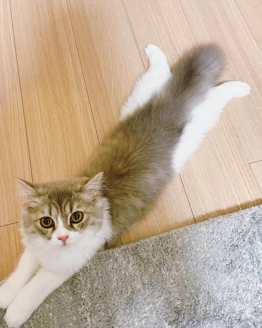 諏訪彩花のインスタグラム：「メルちゃん足どーなってんの笑🐱 #スコティッシュフォールド #猫」