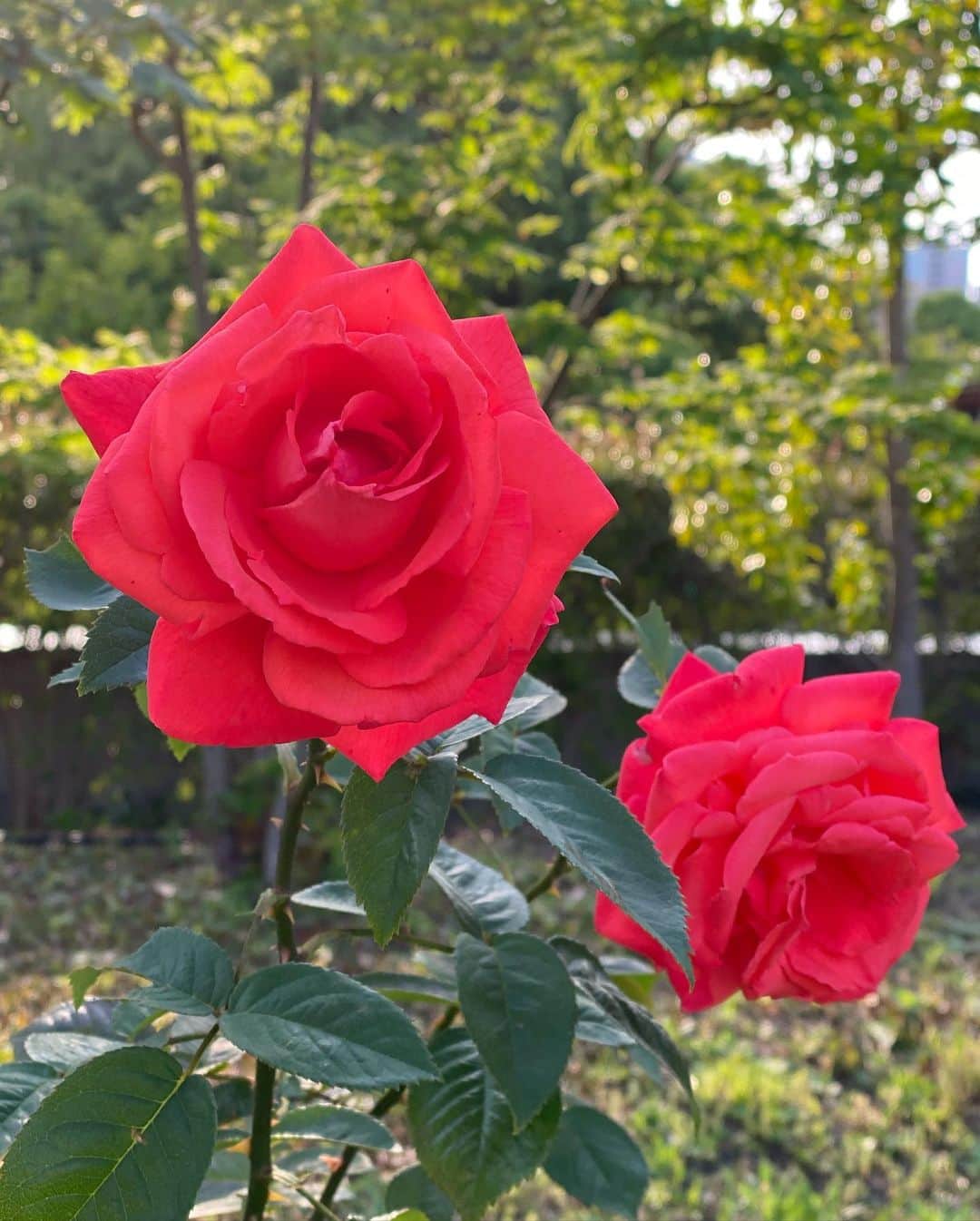 谷中麻里衣さんのインスタグラム写真 - (谷中麻里衣Instagram)「Rose garden picnic 🌹  いつかのお花に癒された日🌸  りかこちゃん @rcktime のスーパーフードのスムージー＆ボウルでピクニックも💕 写真とるとき以外マスクしてたけれど、外は息苦しくなくて幸せになります🥰  #ピクニック#薔薇#スーパーフード」7月3日 1時46分 - marieyanaka