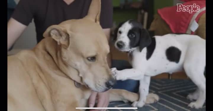 アンドリア・バーバーのインスタグラム：「What a dream job! When @people asked me to be the host of Celebrity Pet Matchmaker, teaming up with Helen Woodward Animal Center to place rescue dogs into forever homes, I jumped at the chance!  Celebrity Pet Matchmaker is now on People.com, PeopleTV, and People’s YouTube channel, with new episodes airing Thursdays.   Check it out! Link in bio. 🐾❤️🐶 @hwac @peopletv」