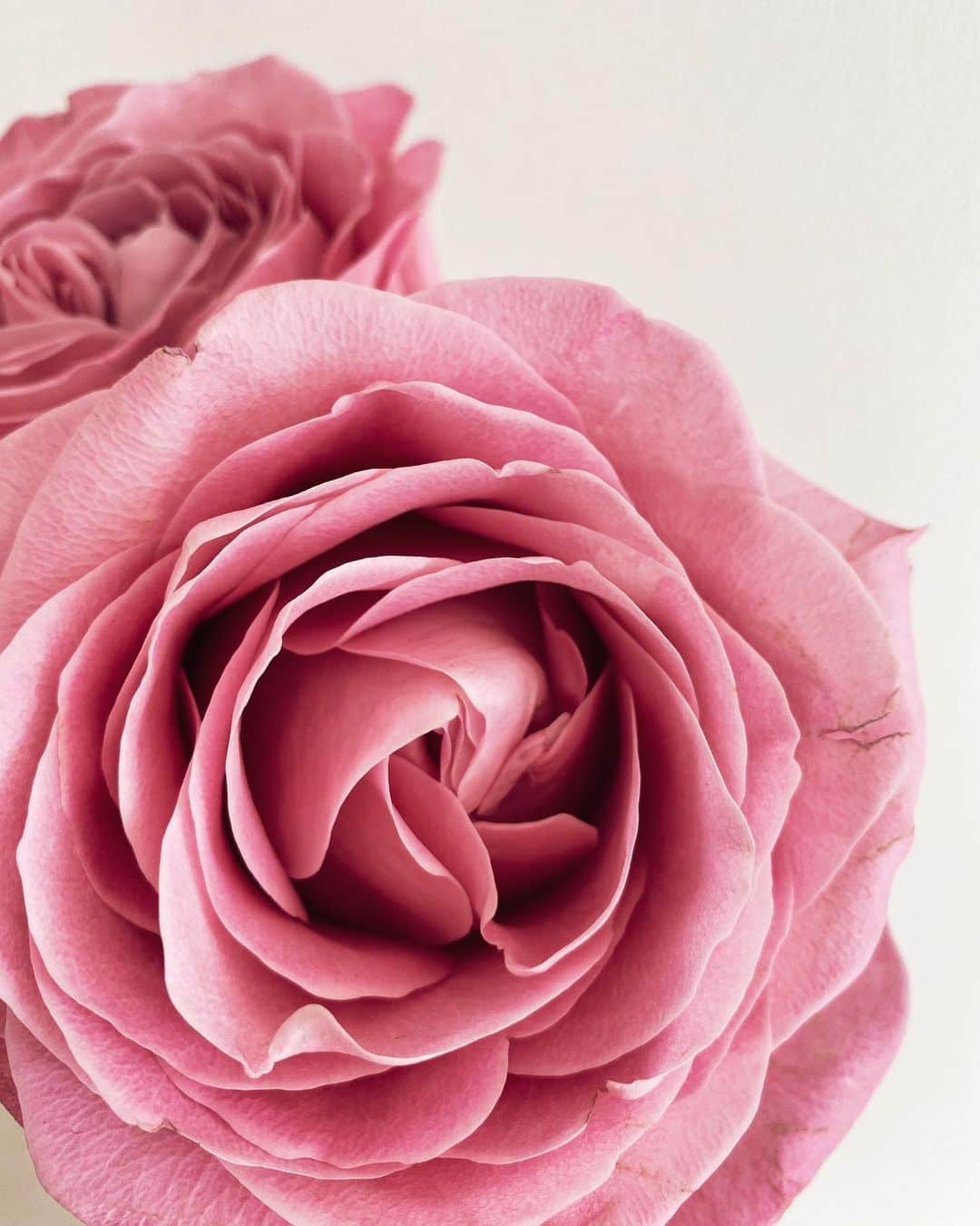 谷まりあさんのインスタグラム写真 - (谷まりあInstagram)「ピンクのバラはいつもお家にあって欲しい。。近所のお花屋さんには、行く度ピンクのバラですね、って覚えてもらっちゃったり。。☺️💖　#maria_flower  I want to have pink roses in my all the time. Every time I go to the flower store near by they always remember I like the pink ones💖💖」7月3日 17時19分 - mariaaaa728