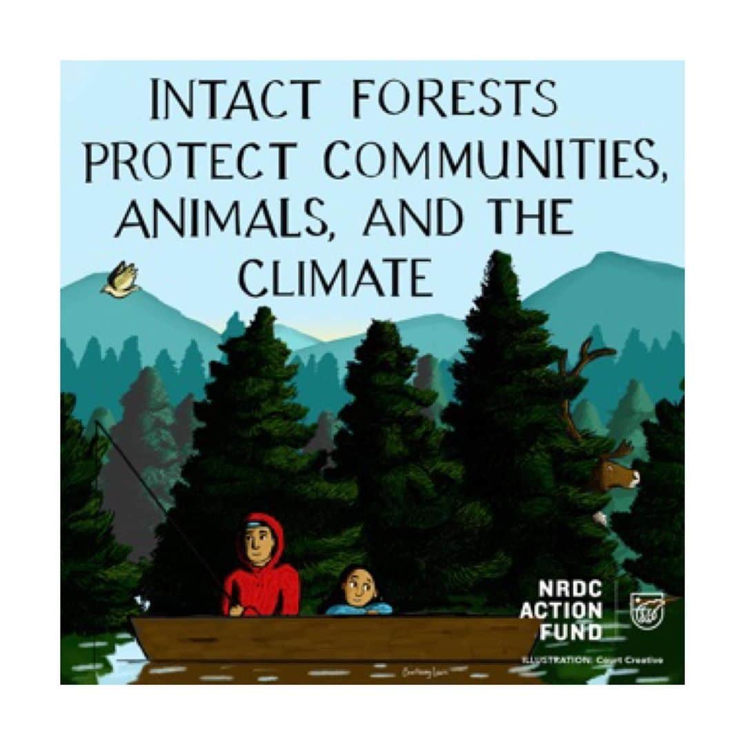 ラシダ・ジョーンズさんのインスタグラム写真 - (ラシダ・ジョーンズInstagram)「Industrial clearcutting is destroying carbon-rich forests across the globe - violating Indigenous rights and accelerating climate catastrophe. With only 20% of Earth’s intact forests remaining (!!!), we seriously CANNOT afford to destroy the irreplaceable ecosystems we have left.  These forests create oxygen for the entire planet. Join me and @nrdc_action in calling on California Senators to vote #YesOnAB416 today. This will help ensure that California doesn’t buy products that contribute to forest destruction in climate-critical tropical and boreal regions. Link in my Story.」7月3日 12時43分 - rashidajones