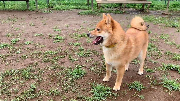 杉原勇武のインスタグラム：「雨があがったので、ドッグランに行って来ました❗️ @twins_shibainu」