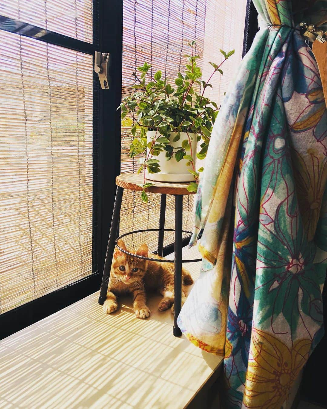 篠原信一のインスタグラム：「少しの晴れ間に日向ぼっこ🐱 #茶トラ  #ねこ  #子猫 #日向ぼっこ」