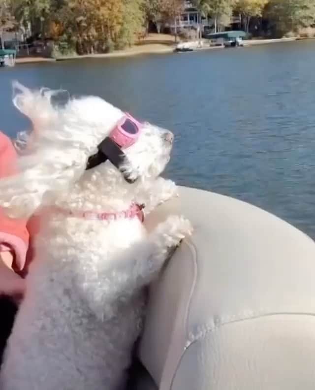 メリル・デイヴィスのインスタグラム：「Sending you this energy all weekend long. ••• Repost via: @iamwellandgood #animalsofinstagram #selflove #selfcare #yolo #instagood #furbaby」
