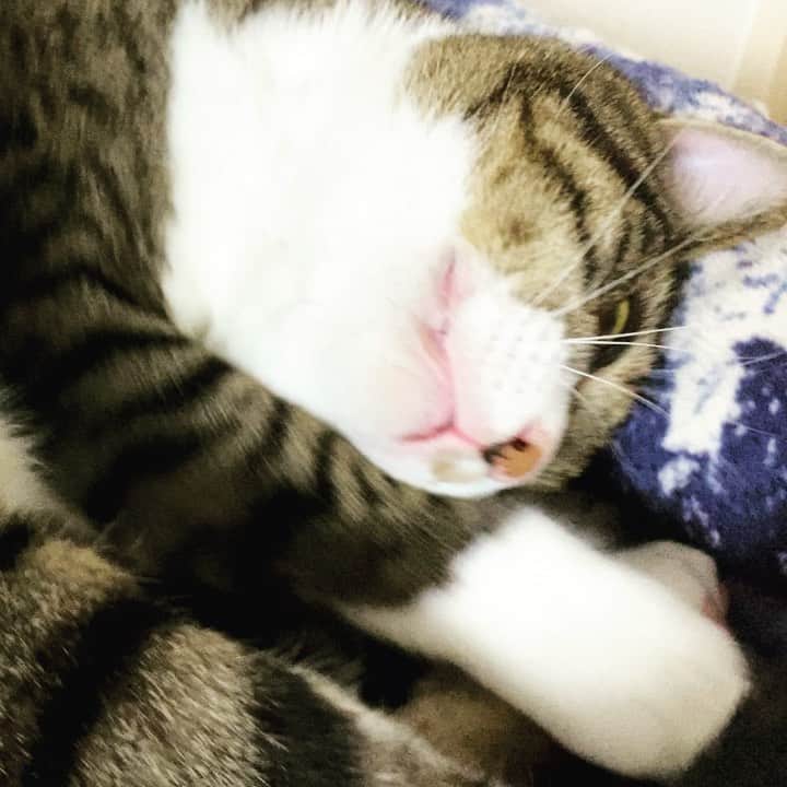 野本かりあのインスタグラム：「お父さんから貰ったベッドに久しぶりに。 低気圧でダラダラだけど、ご機嫌ルカ。 #lukarly #catstagram #にゃんすたぐらむ」