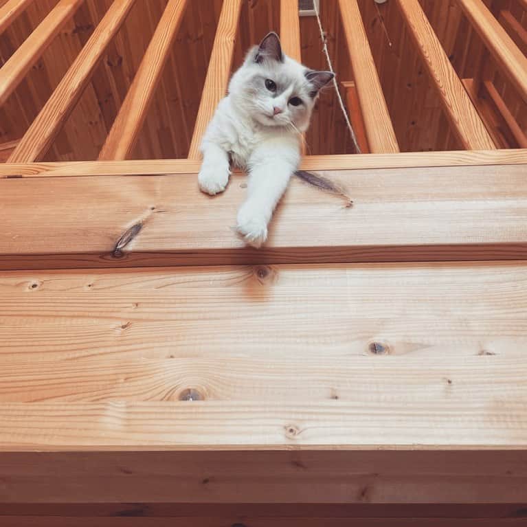 のインスタグラム：「ふと上を見上げたら。」