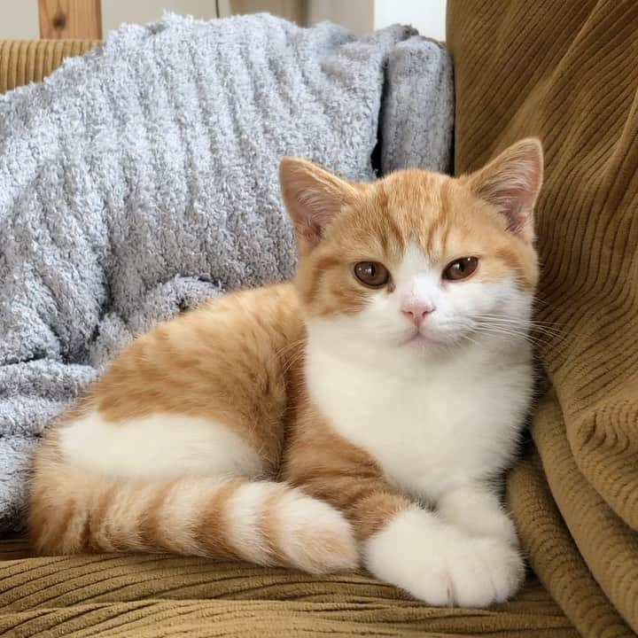 Nico & Tabu with MAYUMI KATOのインスタグラム：「Day18📘Ukko He meows like a sheep when he is sleepy and starving 🐑❤️  うっこは眠い時とお腹すいた時に羊さんみたいにメーメーなきます☺️ 撫でて欲しくてすりすりしながらメーメー激しく鳴くことも😚  #茶白男子甘えん坊説  #britishshorthair #bsh #kitten #igcats #cat #catstagram #catsofworld #catsofinstagram #cats_of_instagram #cutepet #world_kawaii_cat #instagramcat #cute #catlover #ブリティッシュショートヘア #ブリショー #ねこ部 #ペコねこ部 #にゃんすたぐらむ #茶白猫 #ブリ商会 #多頭飼い #猫のいる暮らし #猫好きな人と繋がりたい #고양이 #кошка #قط #katze #お父さんは市松」