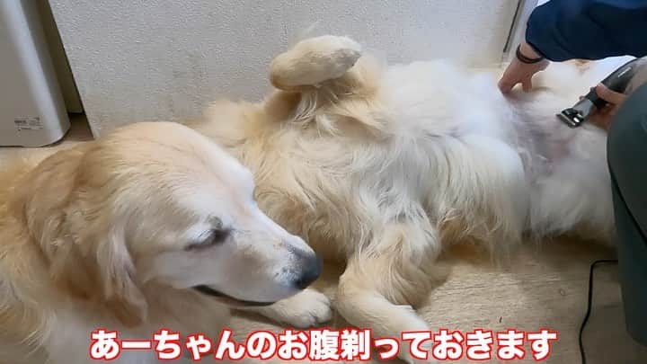 まゆみのインスタグラム：「。 。 この間お腹剃ったとこ ボーボーになってたから また剃られました😂😂 。 3ミリなんだもん そりゃすぐだよね😂 。 。 #本日のYouTube #ぺーは天然夏仕様 #お腹バリカン #やるとやらないじゃ大違い　だと #あー様が仰っておられます」