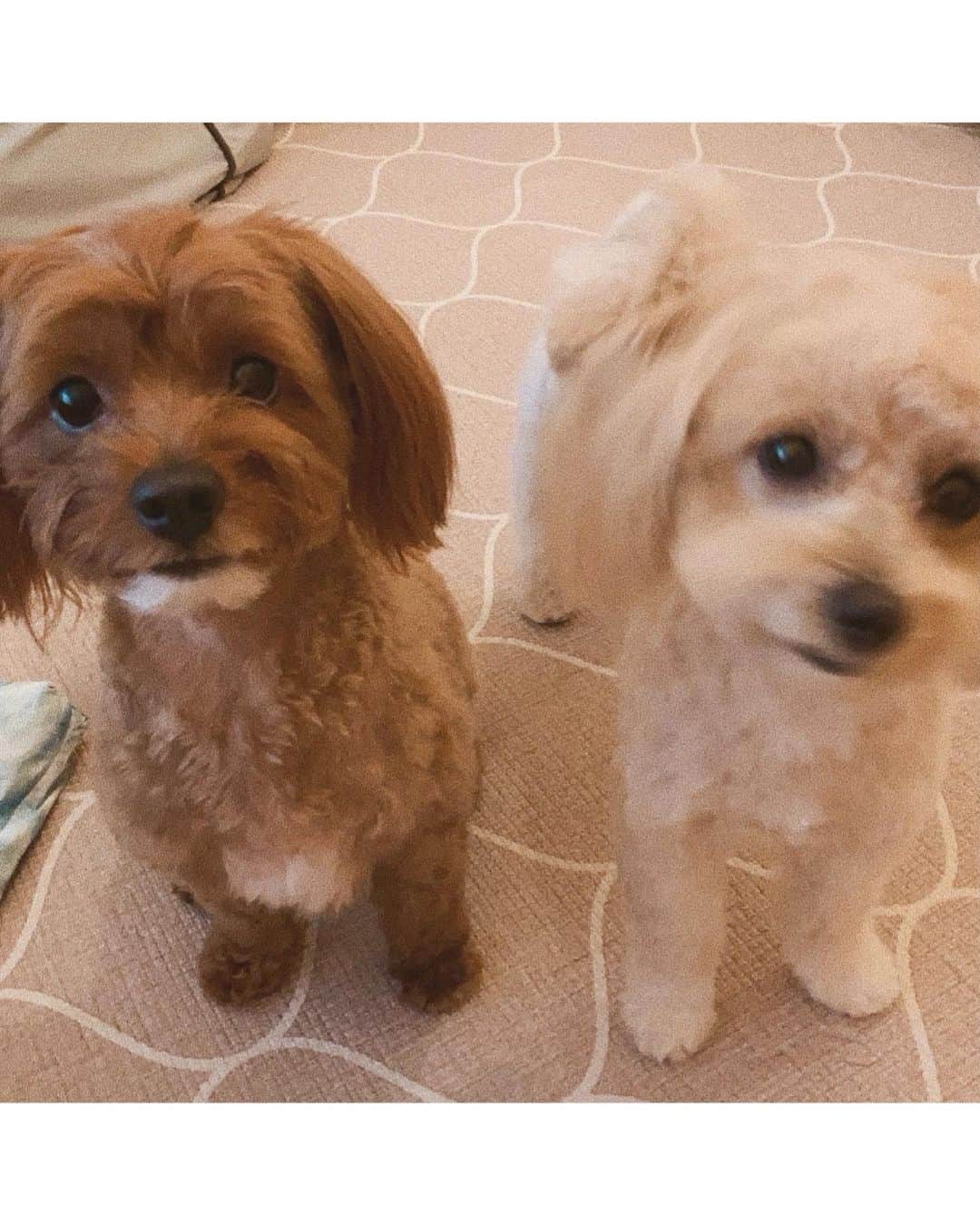 馬詰まほのインスタグラム：「Koa & Moa 🐕🌱」