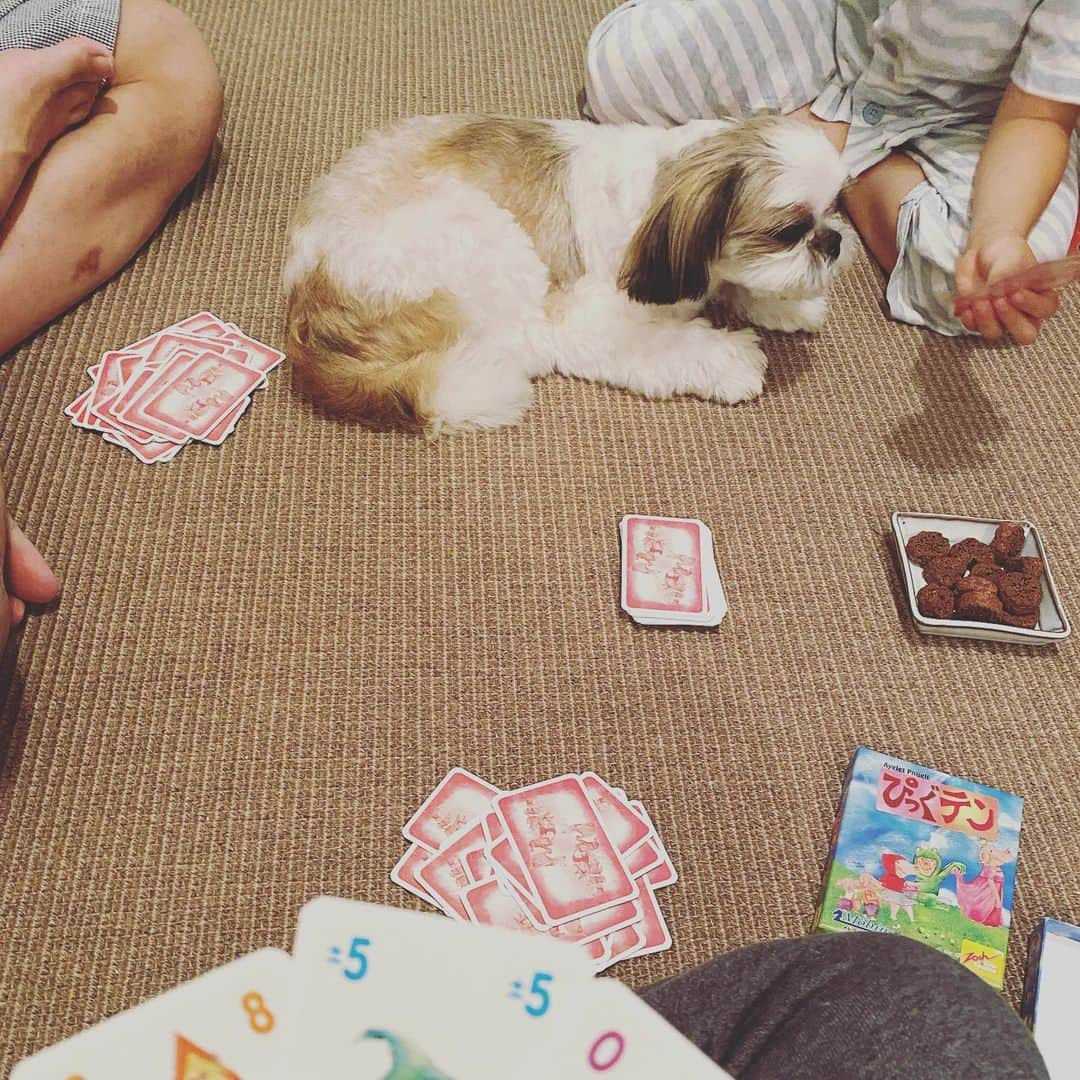 浜島直子さんのインスタグラム写真 - (浜島直子Instagram)「みなさん　こんにちは🐶  さいきん　ぼくのかぞくは  ぴっぐてん　ぴっぐてん　といいながら  まいばん　なにかやっています🐶  きっと　ぼくのなまえを　まちがえているんじゃないかと　おもいます🐶  ぼくのなまえは　ピピちゃん　です🐶  ピ　しか　あってません🐶  みなさんは　まちがえないように　してください🐶  よろしくおねがいします🐶✨ ・ #ぴっぐテン #ドイツのカードゲーム #ママ友に教えてもらって #計算がはやくなるよーと聞いてたけど #確かに！ #10になればいい超簡単ルール #詳しくはぴっぐテンで検索を #私はAmazonで買いました👍 #ピピちゃん #シーズー #元保護犬」7月4日 13時58分 - hamaji_0912