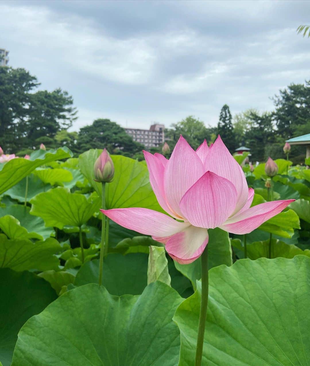 福井セリナさんのインスタグラム写真 - (福井セリナInstagram)「見るからに生命力のある蓮の花🦩  自然と戯れると心が回復します。  昔からピンクと緑の色の掛け合わせが好きなの。  なんでかなぁ、ポケモンで言うとキモリ。笑」7月4日 14時20分 - serinafukui__