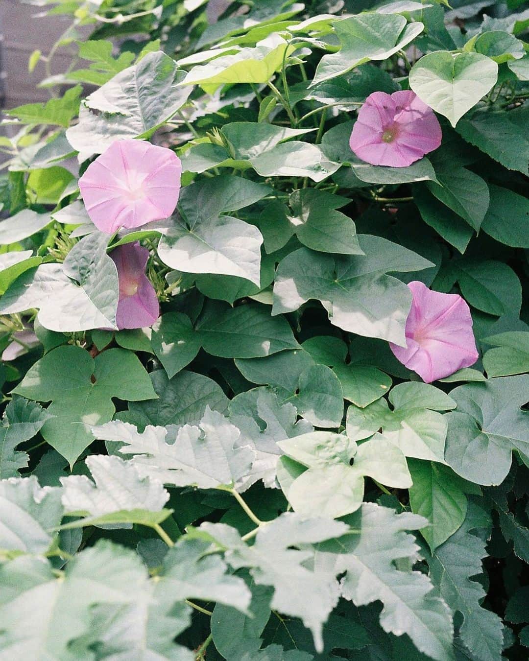 たなかのぞみのインスタグラム：「朝顔 #filmcamera #nikon35ti」