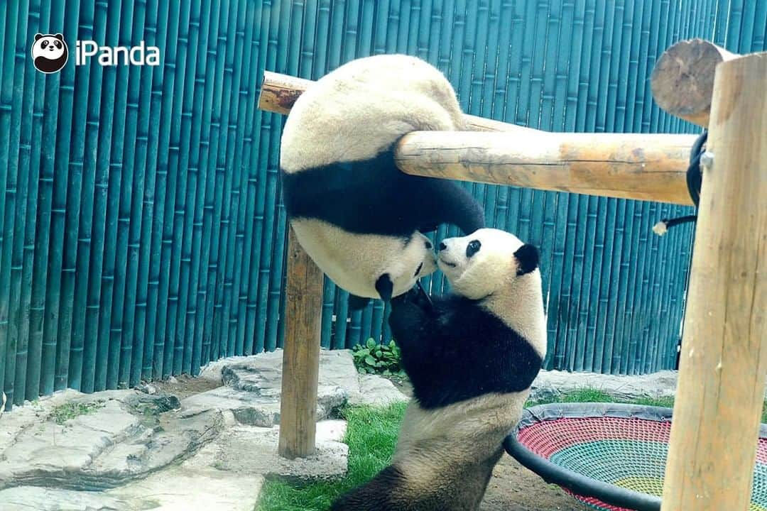 iPandaさんのインスタグラム写真 - (iPandaInstagram)「It's overcast today, but why do I feel dazzling? It turns out that the panda sisters are shimmering with charm. Today's pandas are also charming pandas. (Meng Bao & Meng Yu) (Photo credit: CFP.CN)   #PandaPic」7月4日 17時30分 - ipandachannel