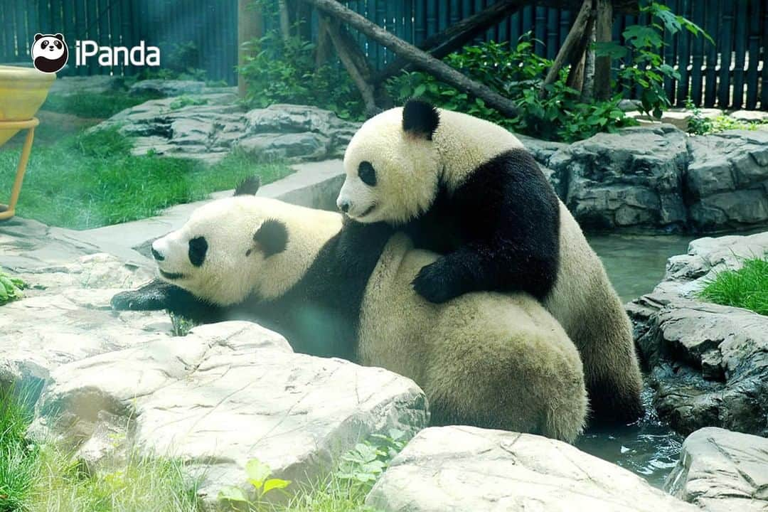 iPandaさんのインスタグラム写真 - (iPandaInstagram)「It's overcast today, but why do I feel dazzling? It turns out that the panda sisters are shimmering with charm. Today's pandas are also charming pandas. (Meng Bao & Meng Yu) (Photo credit: CFP.CN)   #PandaPic」7月4日 17時30分 - ipandachannel