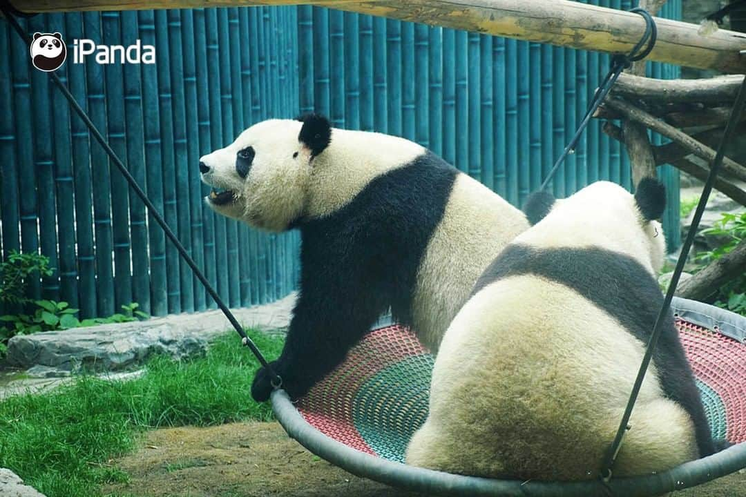 iPandaさんのインスタグラム写真 - (iPandaInstagram)「It's overcast today, but why do I feel dazzling? It turns out that the panda sisters are shimmering with charm. Today's pandas are also charming pandas. (Meng Bao & Meng Yu) (Photo credit: CFP.CN)   #PandaPic」7月4日 17時30分 - ipandachannel