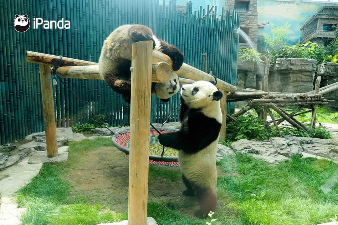 iPandaさんのインスタグラム写真 - (iPandaInstagram)「It's overcast today, but why do I feel dazzling? It turns out that the panda sisters are shimmering with charm. Today's pandas are also charming pandas. (Meng Bao & Meng Yu) (Photo credit: CFP.CN)   #PandaPic」7月4日 17時30分 - ipandachannel