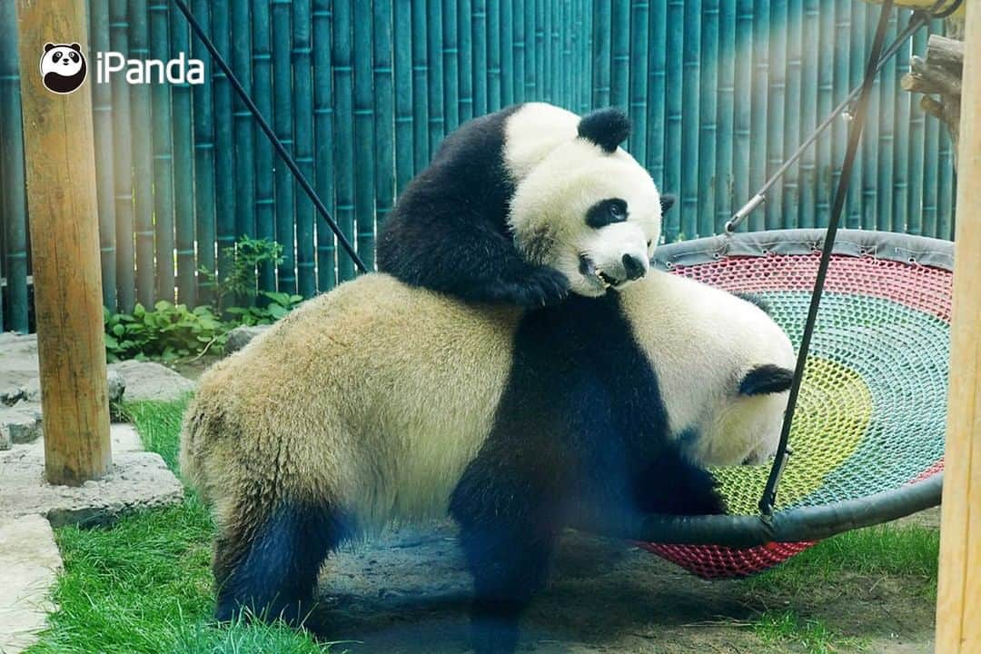 iPandaさんのインスタグラム写真 - (iPandaInstagram)「It's overcast today, but why do I feel dazzling? It turns out that the panda sisters are shimmering with charm. Today's pandas are also charming pandas. (Meng Bao & Meng Yu) (Photo credit: CFP.CN)   #PandaPic」7月4日 17時30分 - ipandachannel