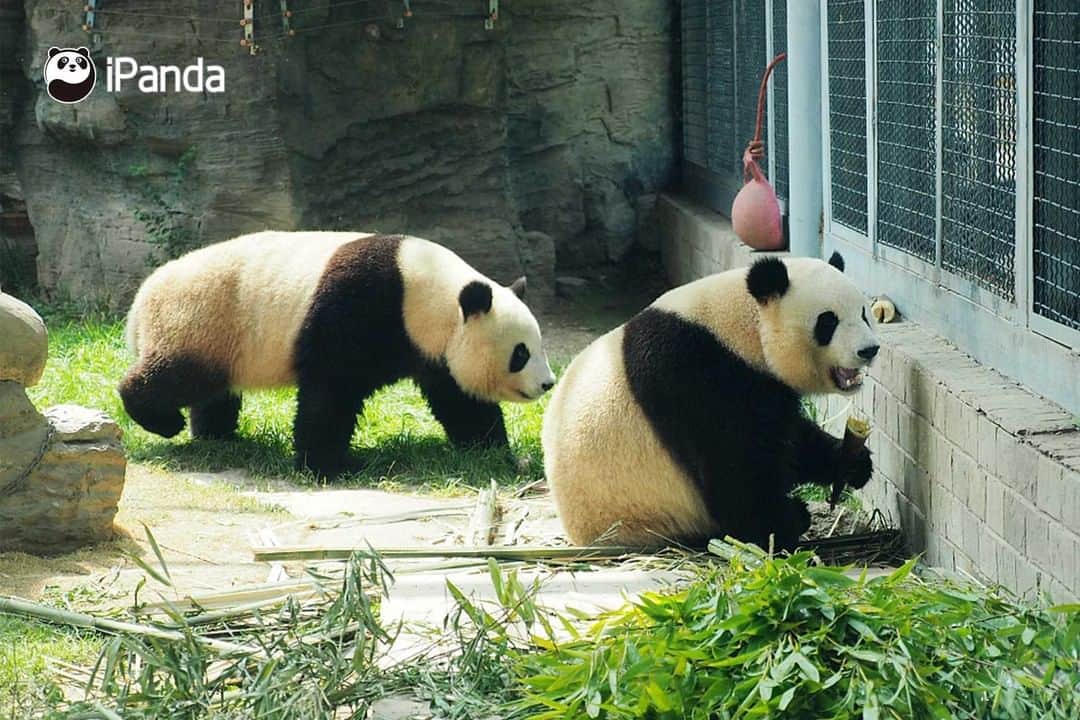 iPandaさんのインスタグラム写真 - (iPandaInstagram)「It's overcast today, but why do I feel dazzling? It turns out that the panda sisters are shimmering with charm. Today's pandas are also charming pandas. (Meng Bao & Meng Yu) (Photo credit: CFP.CN)   #PandaPic」7月4日 17時30分 - ipandachannel