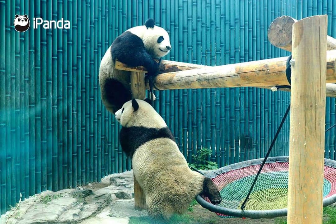 iPandaさんのインスタグラム写真 - (iPandaInstagram)「It's overcast today, but why do I feel dazzling? It turns out that the panda sisters are shimmering with charm. Today's pandas are also charming pandas. (Meng Bao & Meng Yu) (Photo credit: CFP.CN)   #PandaPic」7月4日 17時30分 - ipandachannel