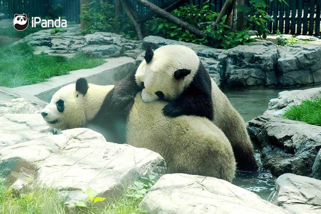 iPandaさんのインスタグラム写真 - (iPandaInstagram)「It's overcast today, but why do I feel dazzling? It turns out that the panda sisters are shimmering with charm. Today's pandas are also charming pandas. (Meng Bao & Meng Yu) (Photo credit: CFP.CN)   #PandaPic」7月4日 17時30分 - ipandachannel